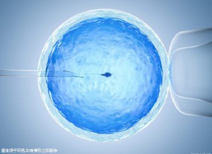 单身同志供卵公司